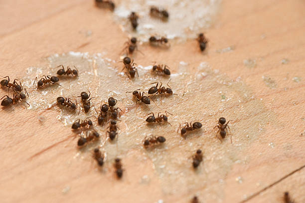 Best Mosquito Control Services  in Leonia, NJ