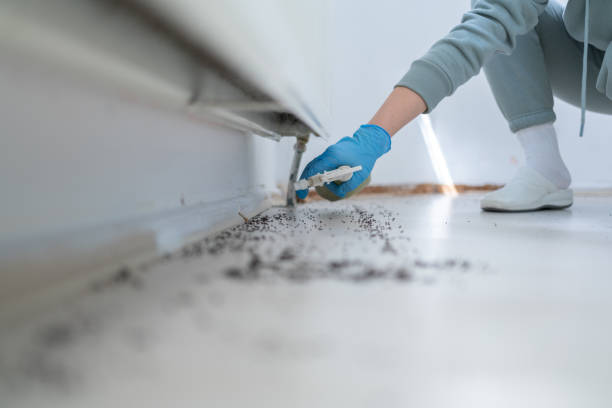 Best Ant Control Services  in Leonia, NJ
